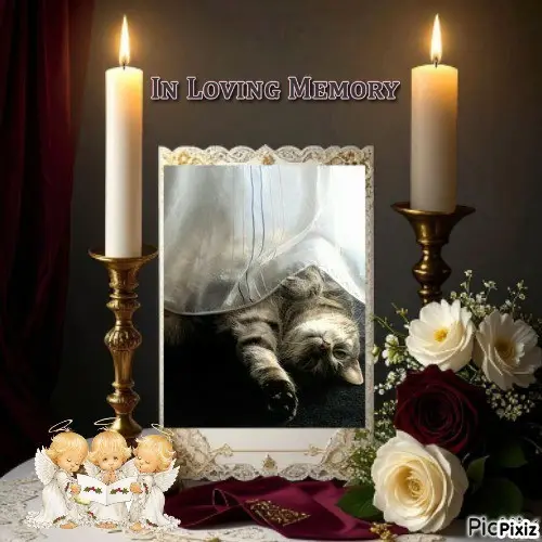 Andachtsbild von Timmys Mutti Tanja an Sternenprinzessin Gatita ❤