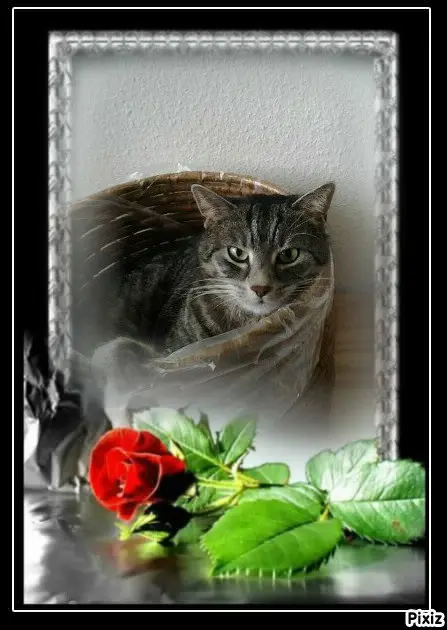 Andachtsbild von Timmys Mutti Tanja an Sternenprinzessin Gatita ❤