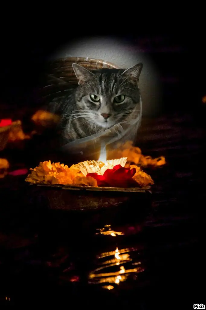 Andachtsbild von Timmys Mutti Tanja an Sternenprinzessin Gatita 💘