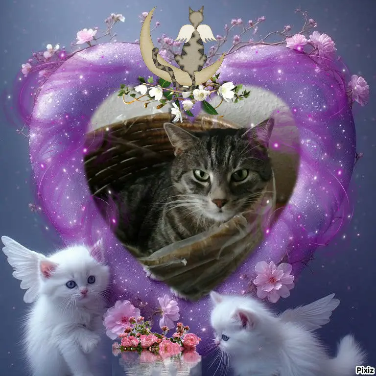 Andachtsbild von Timmys Mutti Tanja an Sternenprinzessin Gatita 💖