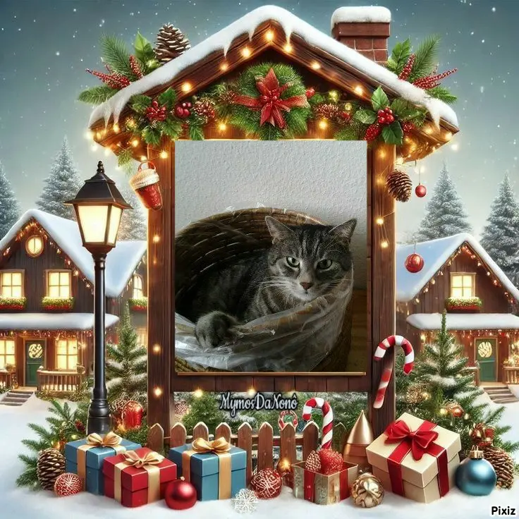 Condolence image of Timmys Mutti Tanja an Sternenprinzessin Gatita 💖🐈🐾