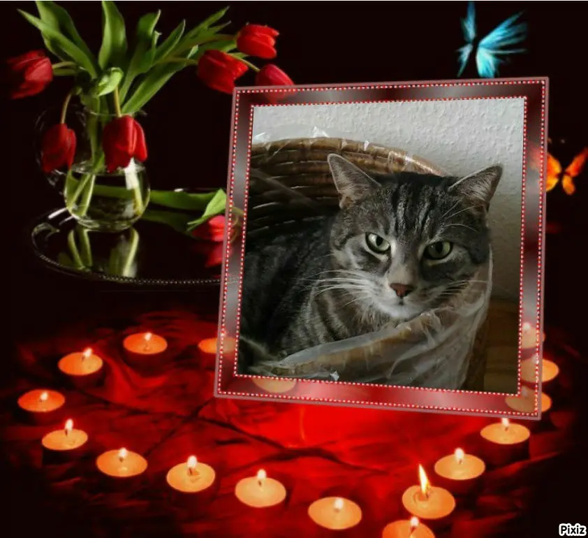 Condolence image of Timmys Mutti Tanja an die hübsche Sternenprinzessin Gatita 💖🐈🐾
