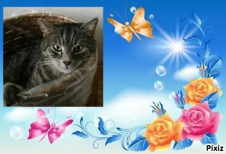 Condolence image of Timmys Mutti Tanja an die hübsche Sternenprinzessin Gatita 💖🐈🐾