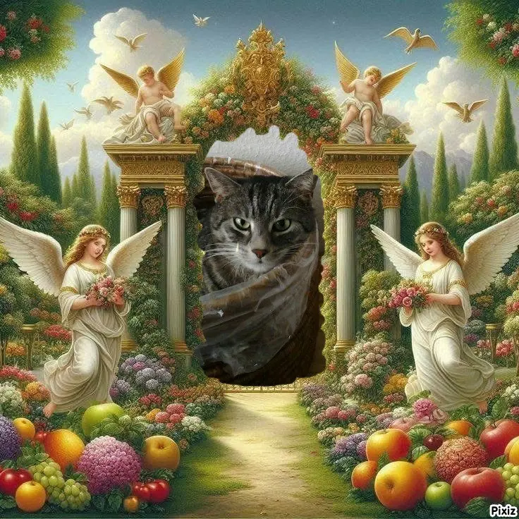 Condolence image of Timmys Mutti Tanja an die hübsche Sternenprinzessin Gatita 💖🐈🐾