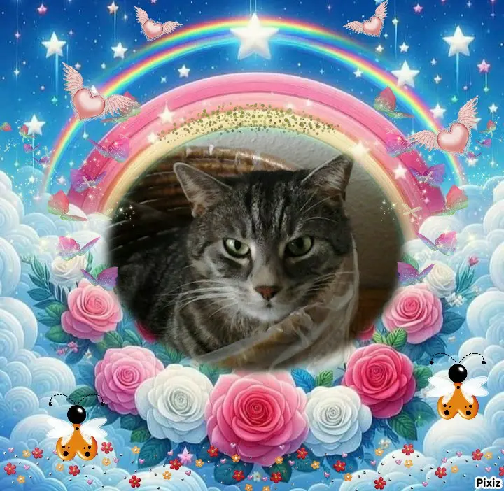 Condolence image of Timmys Mutti Tanja an die hübsche Sternenprinzessin Gatita 💖🐈🐾
