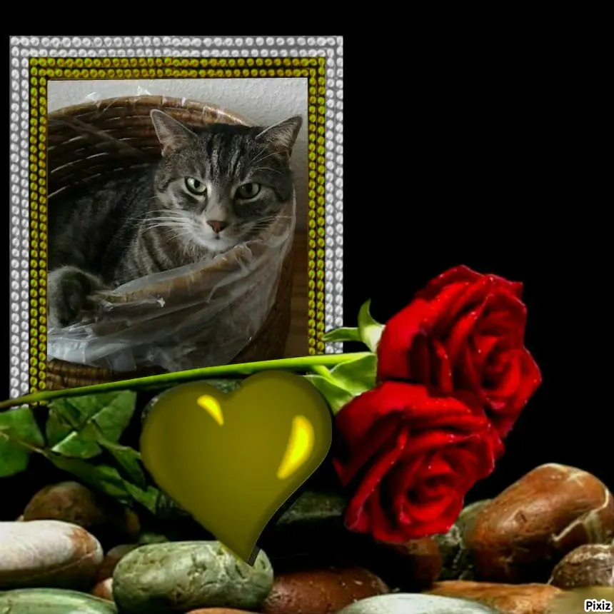 Condolence image of Timmys Mutti Tanja an die hübsche Sternenprinzessin Gatita 💖🐈🐾