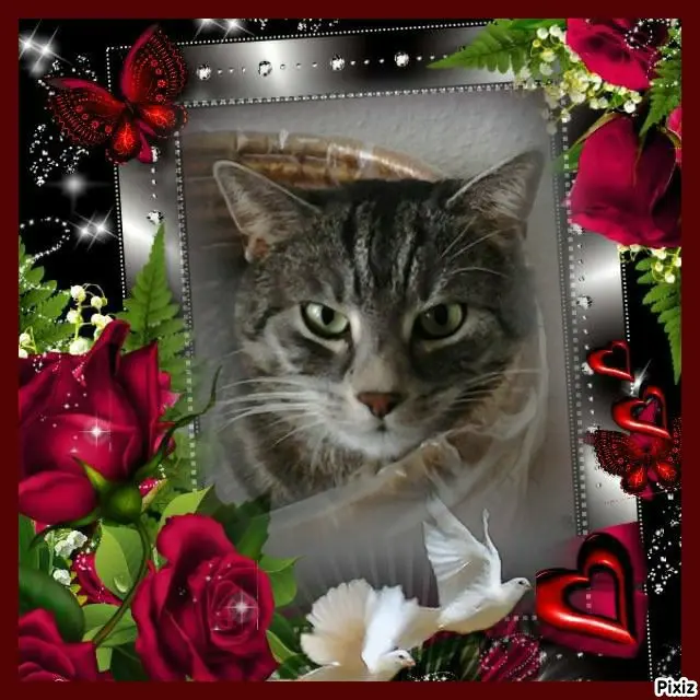 Condolence image of Timmys Mutti Tanja an die hübsche Sternenprinzessin Gatita 💖🐈🐾