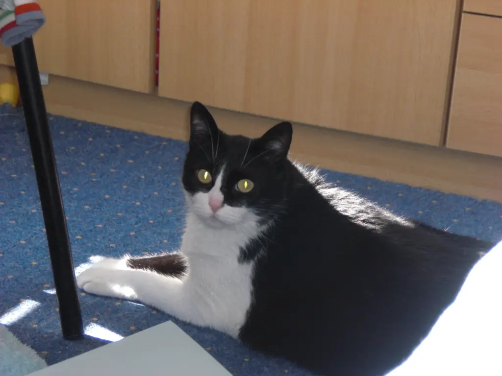 Image from Oskar
