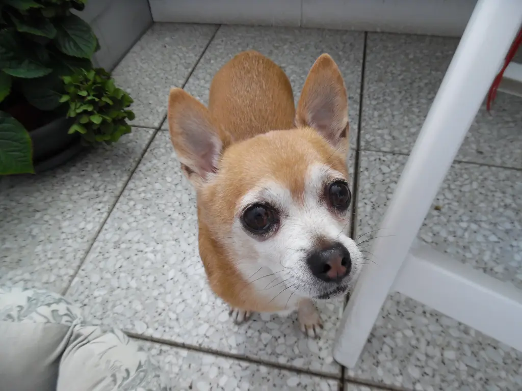 Andachtsbild von Irene mit *Jimmy * für immer im Herzen