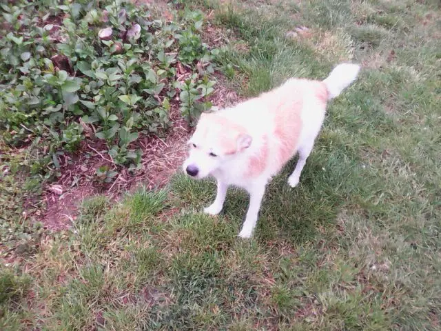 Andachtsbild von Unbekannt