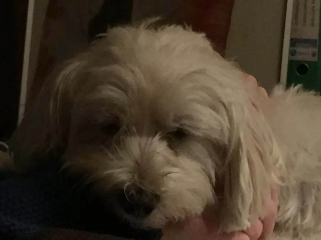 Image from Davie