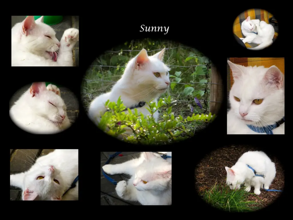 Image from Sunny