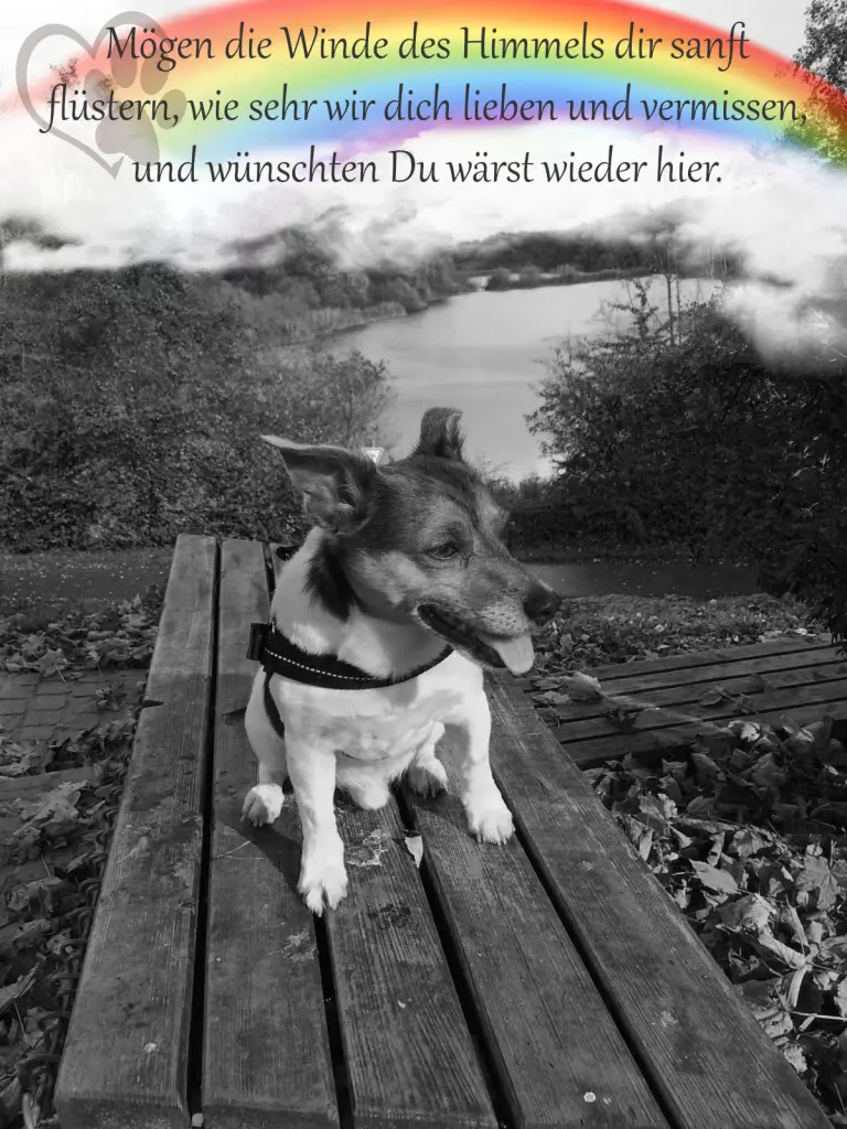 Image from Sammy
