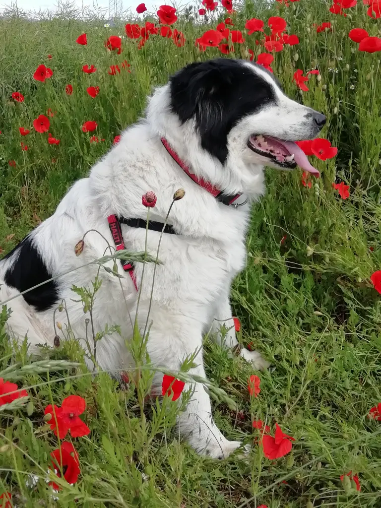 Condolence image of Sonja