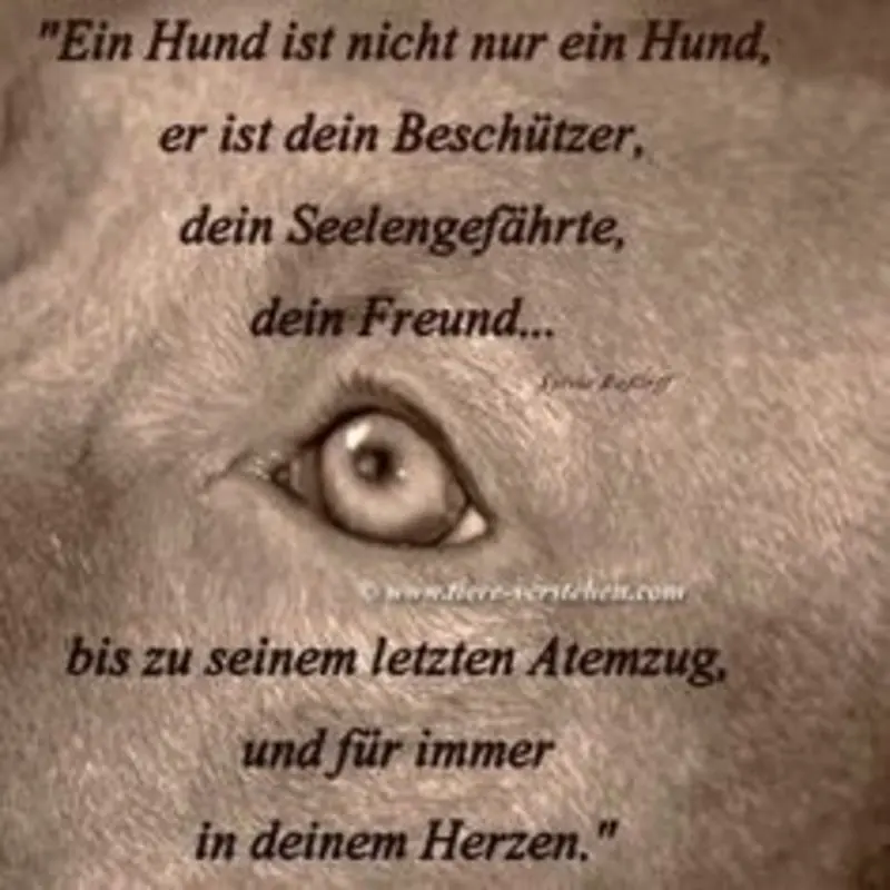 Condolence image of Katrin und Katzi im ❤️