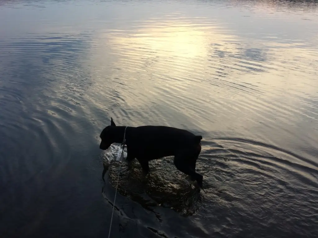 Image from Ice