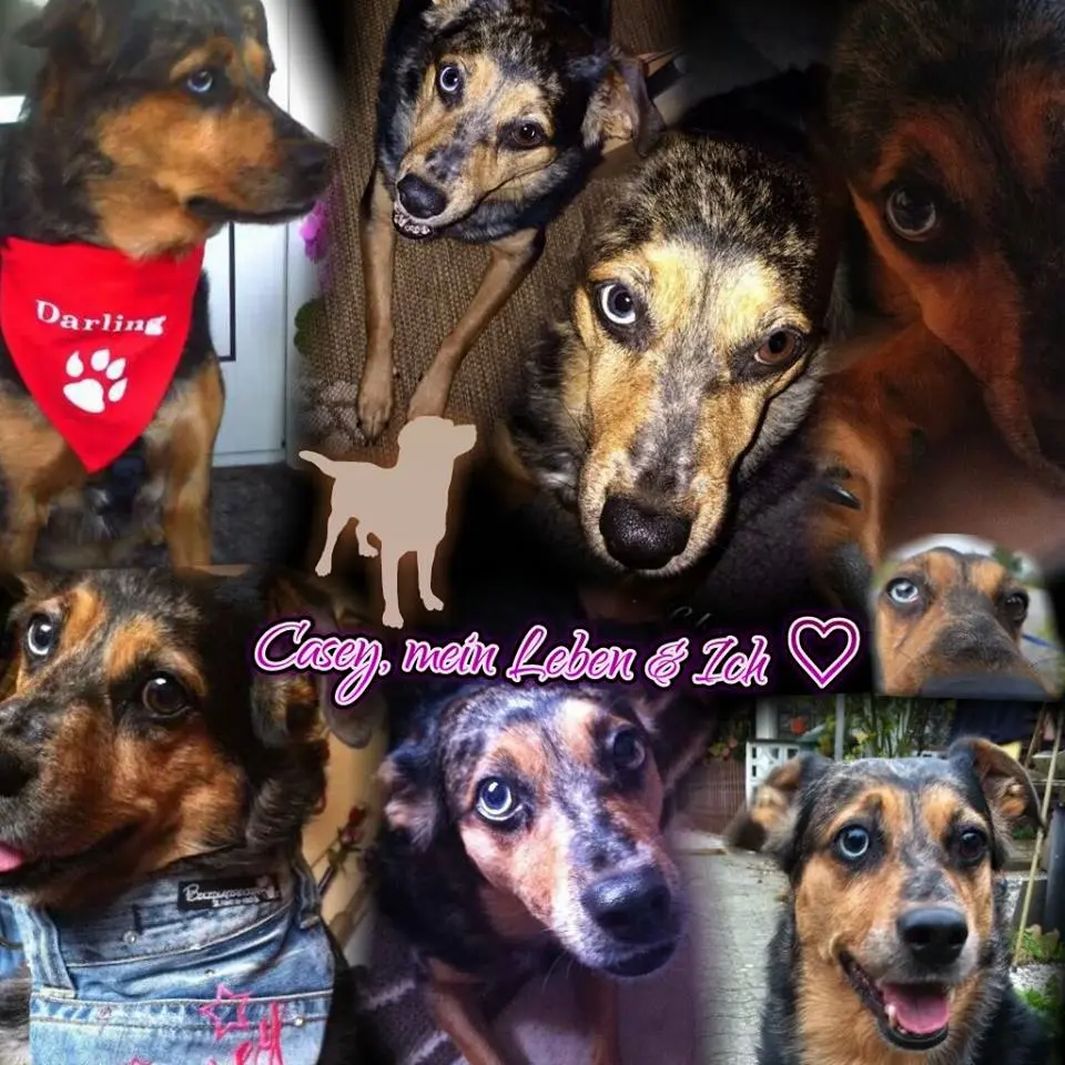 Image from Casey