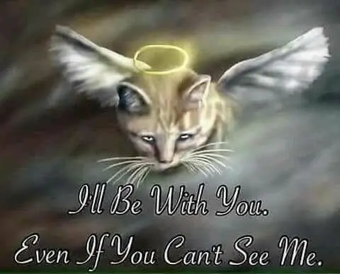 Andachtsbild von Andrea mit Minki im ❤ gest.19.10.20