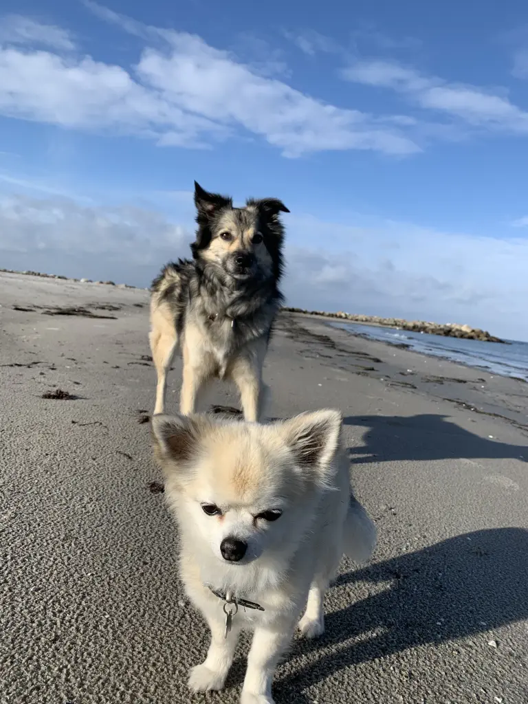 Image from Odie