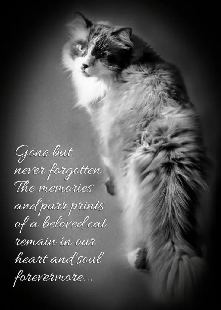 Condolence image of Andrea mit Minki im ❤ gest.19.10.20