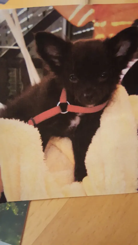Bild von Gizmo