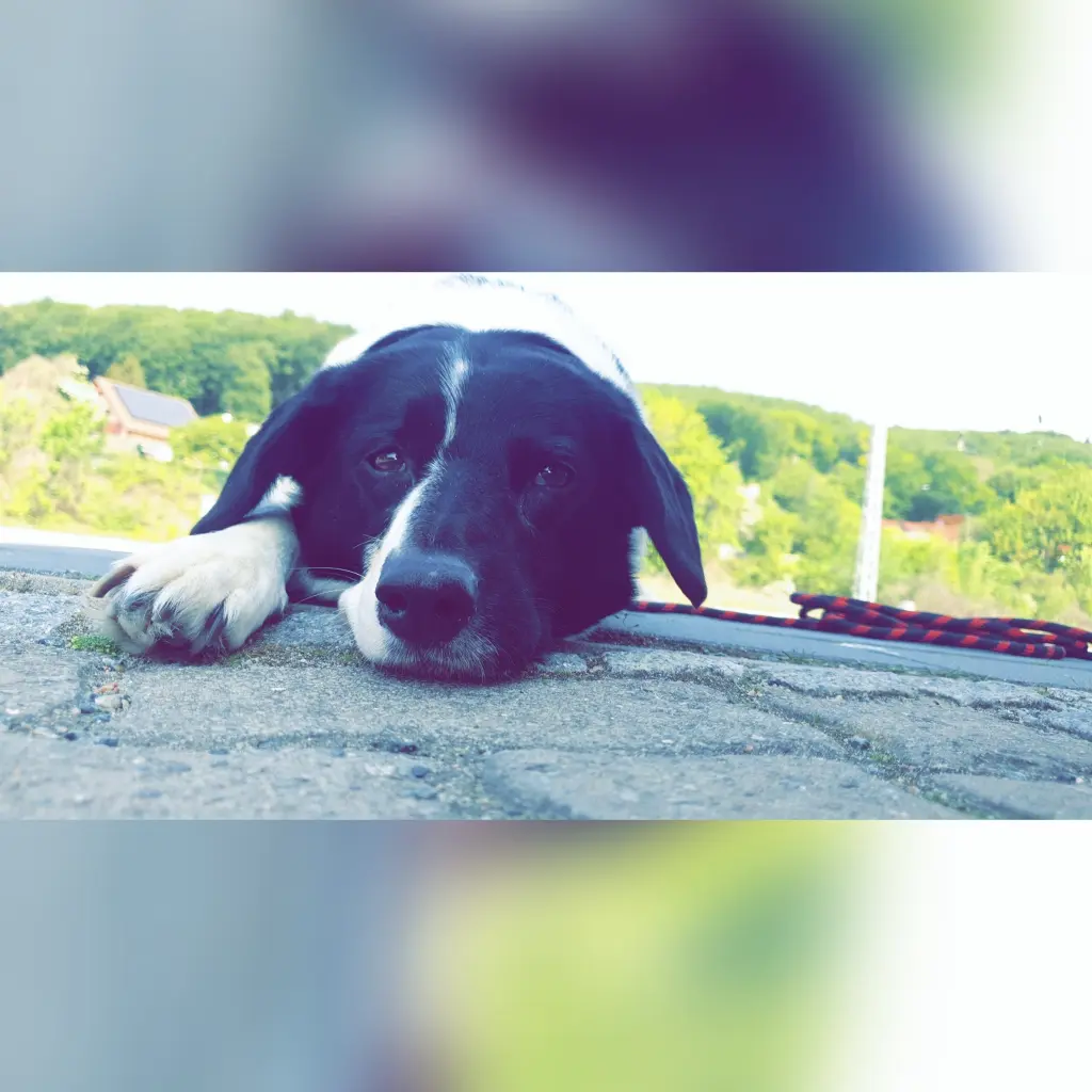 Image from Joice