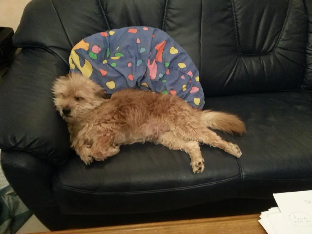Image from Teddy