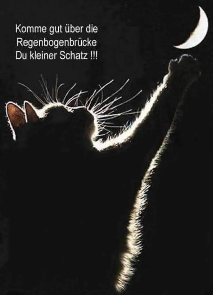 Condolence image of Katrin und Katzi im ❤️