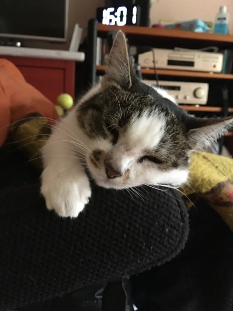 Image from Miezi