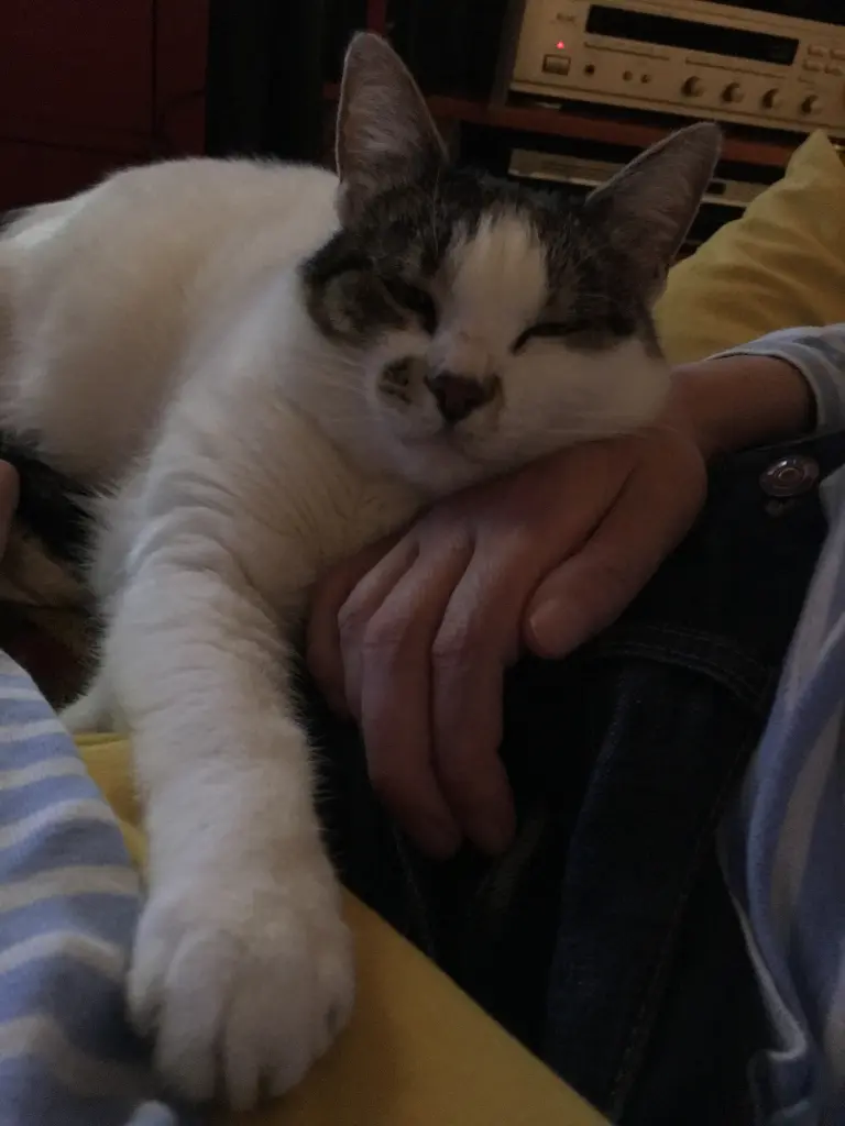 Image from Miezi