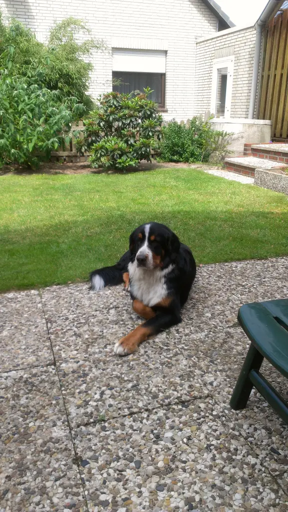 Image from Bonny