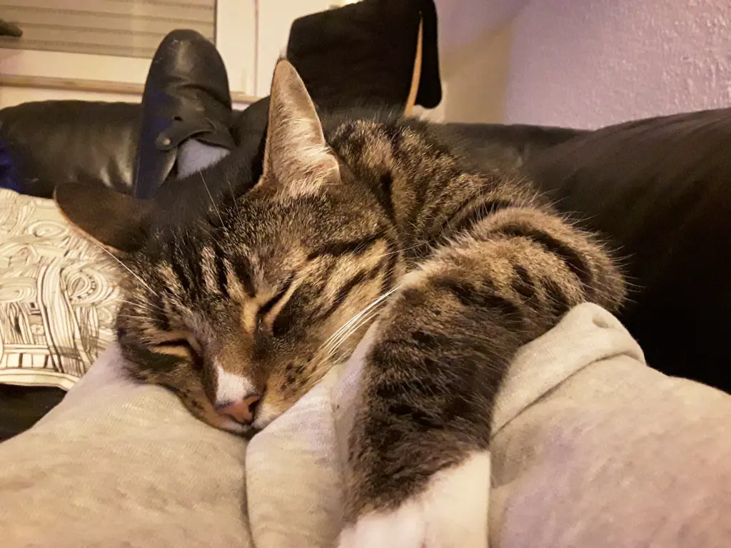 Image from Felix