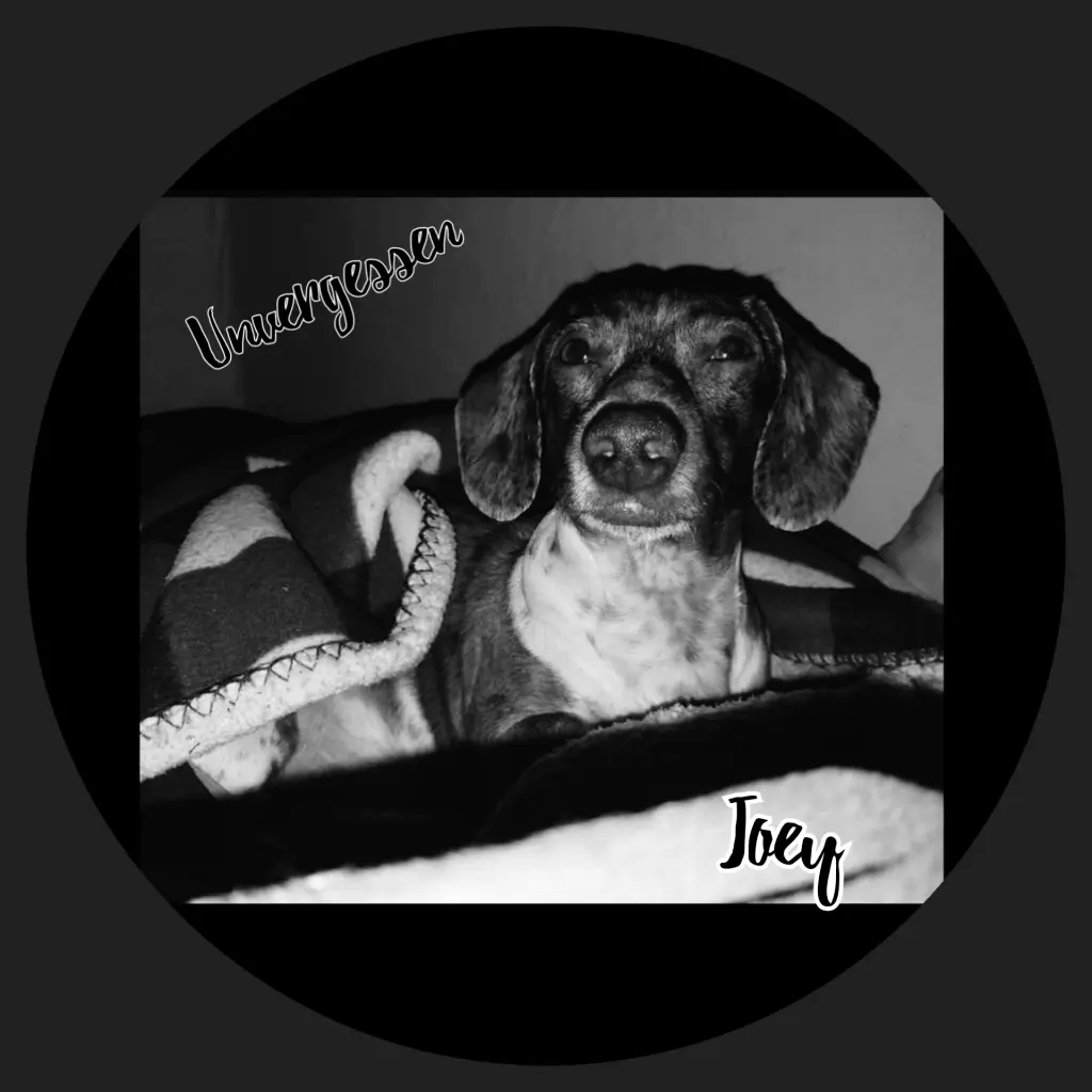 Image from Joey 