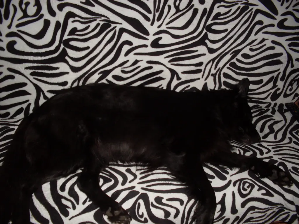Image from PÜPPY