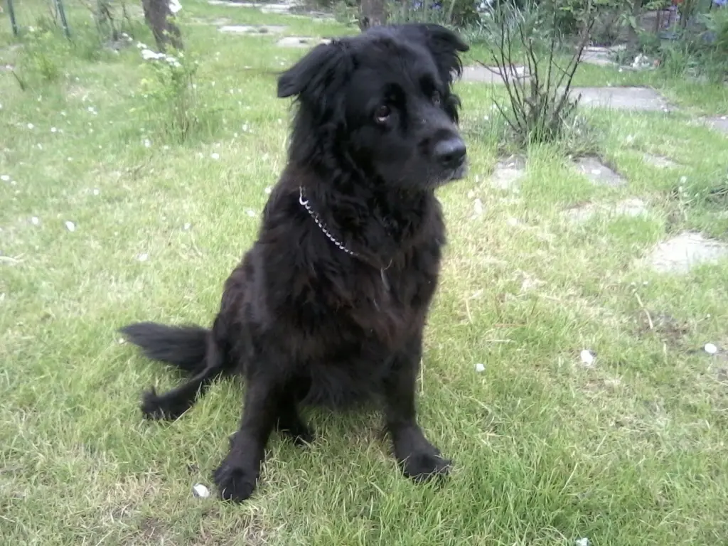 Image from PÜPPY