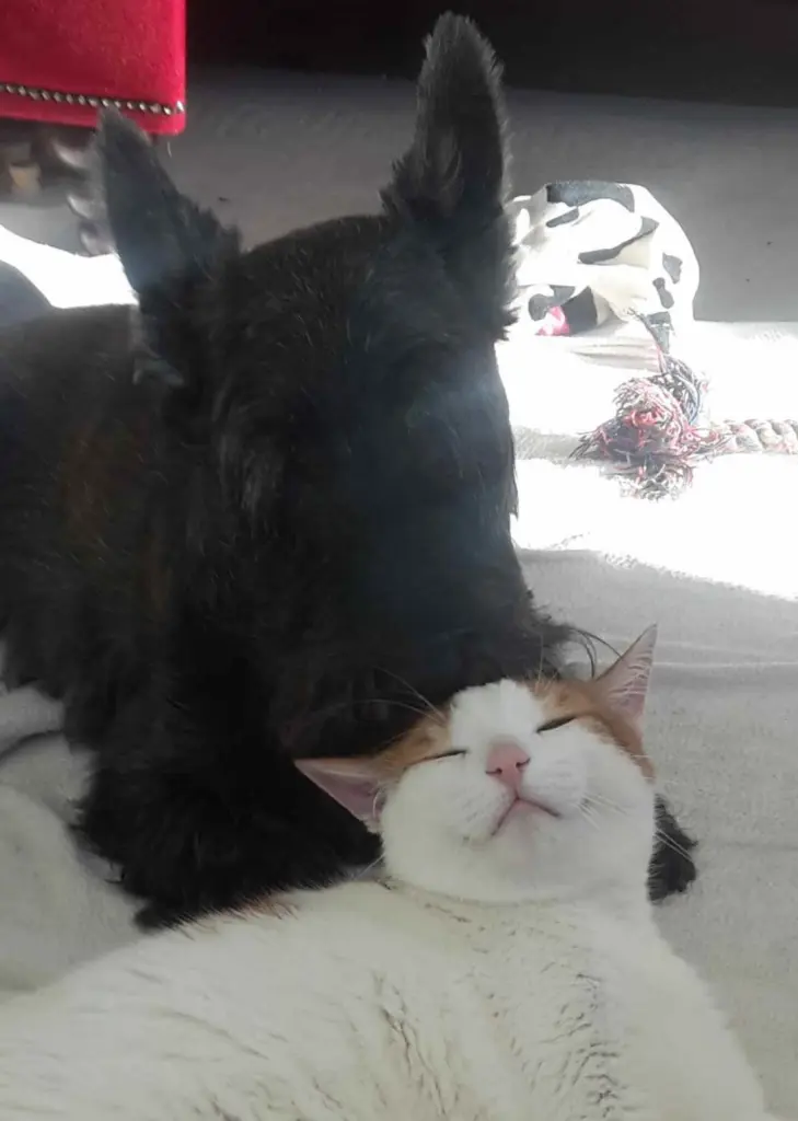 Condolence image of Romeo