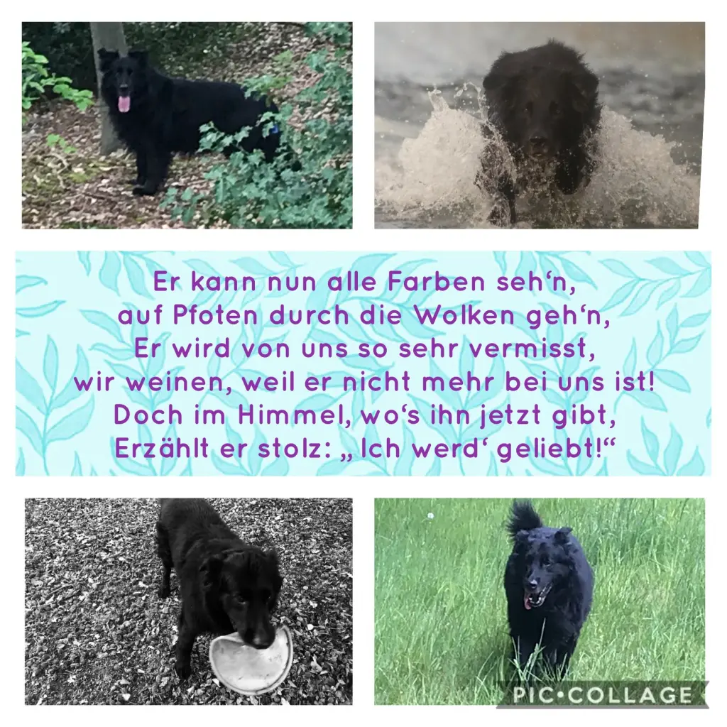 Bild von Lucky