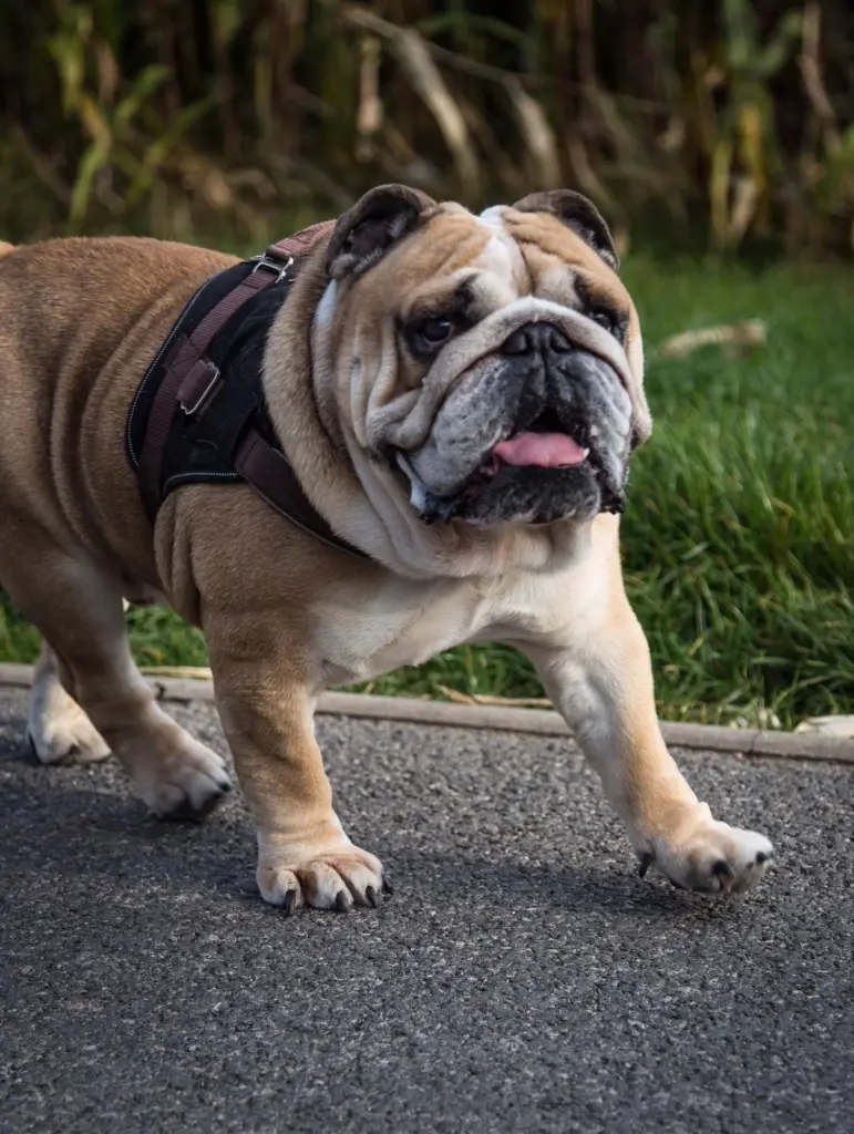 Image from Bully