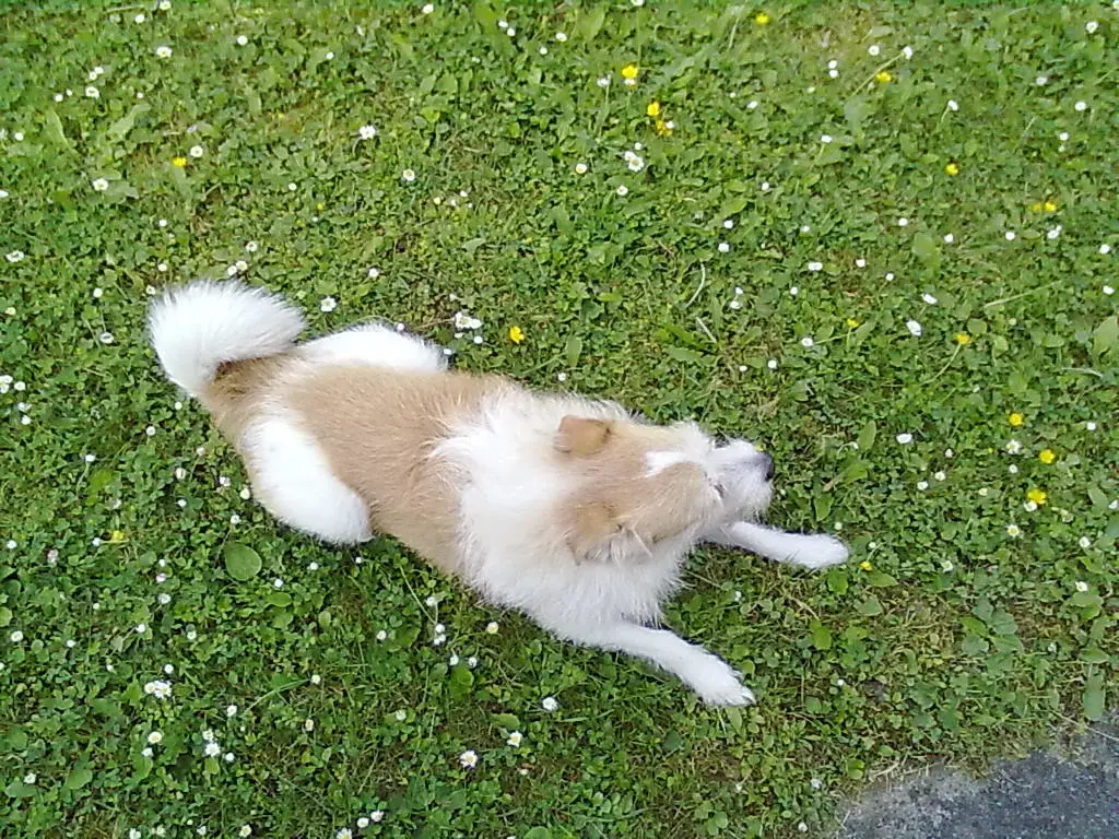 Andachtsbild von Unbekannt