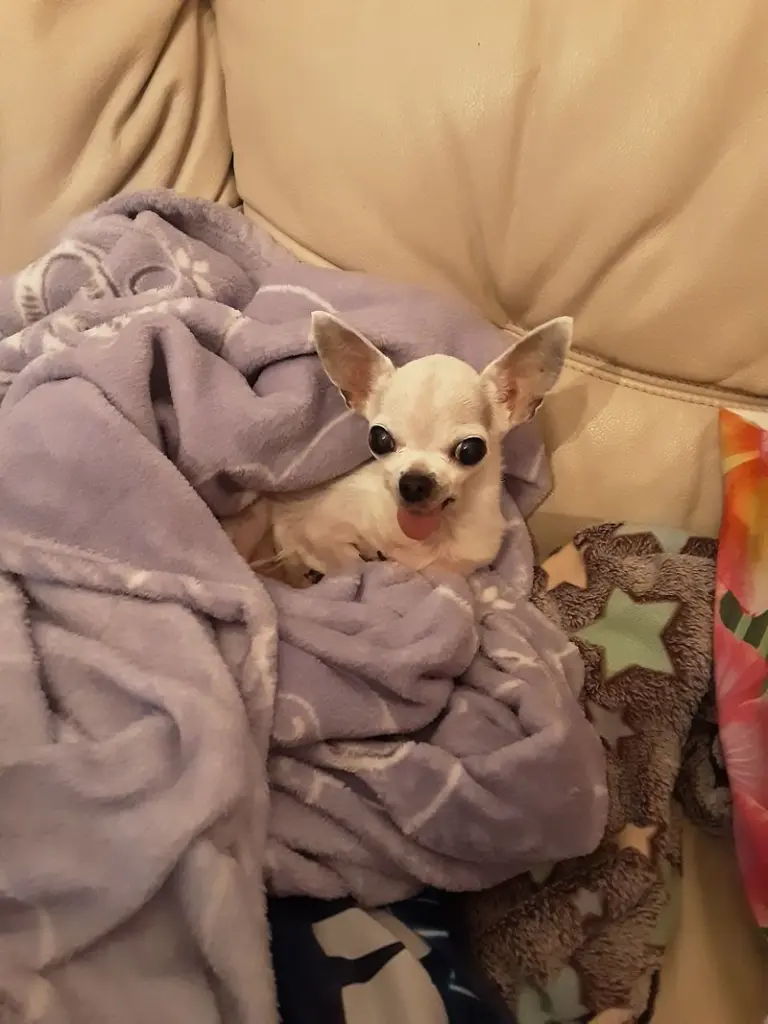 Condolence image of Meine Süße... ❤❤❤