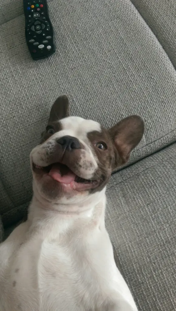 Image from Goofy