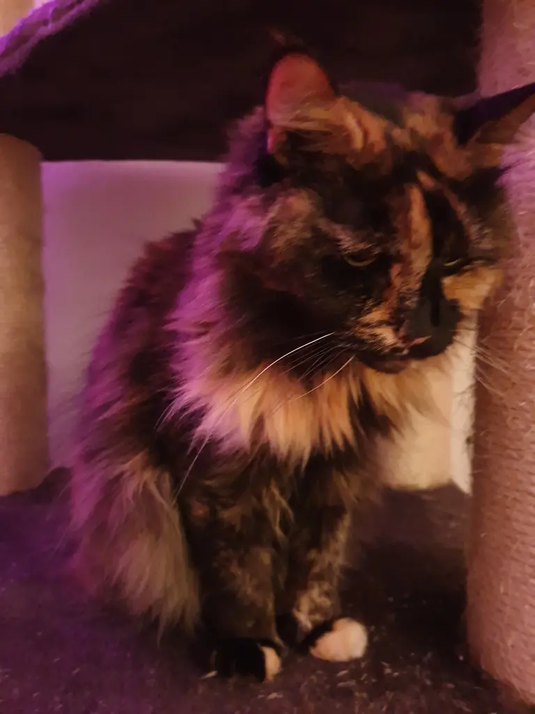 Condolence image of Beatrice