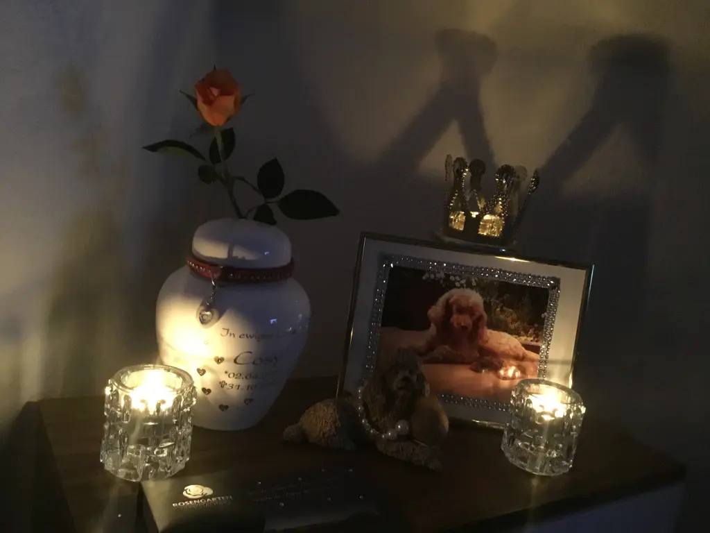 Condolence image of Petra mit Cosy im Herzen❤️❤️