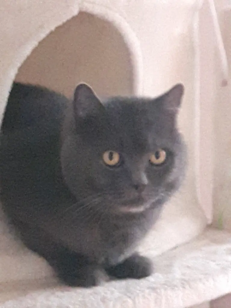 Condolence image of Heike