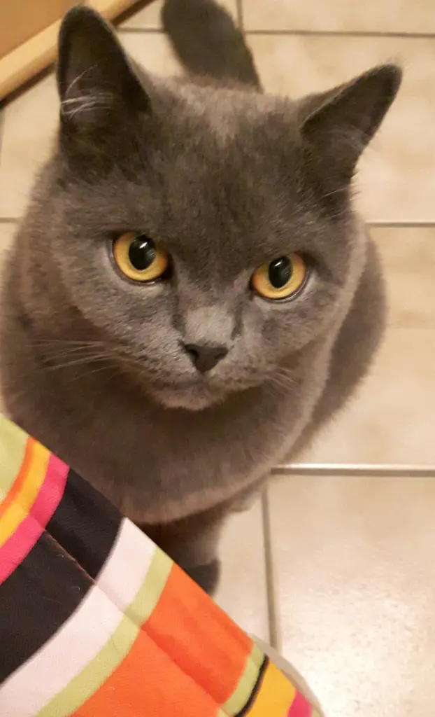 Condolence image of Heike