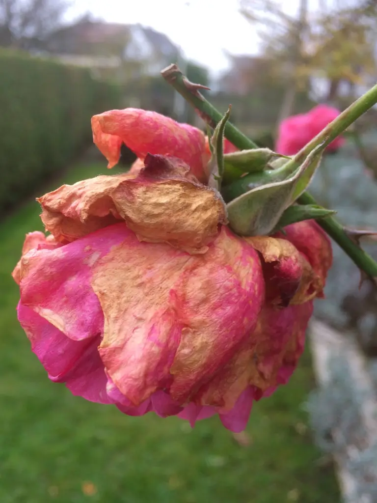 Andachtsbild von Sandra