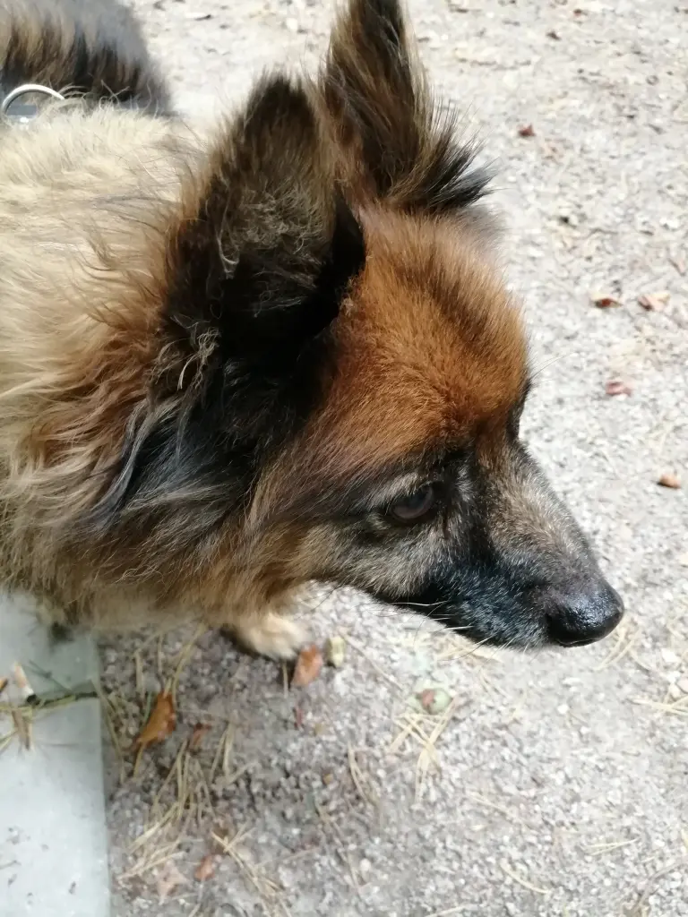 Andachtsbild von Dagmar
