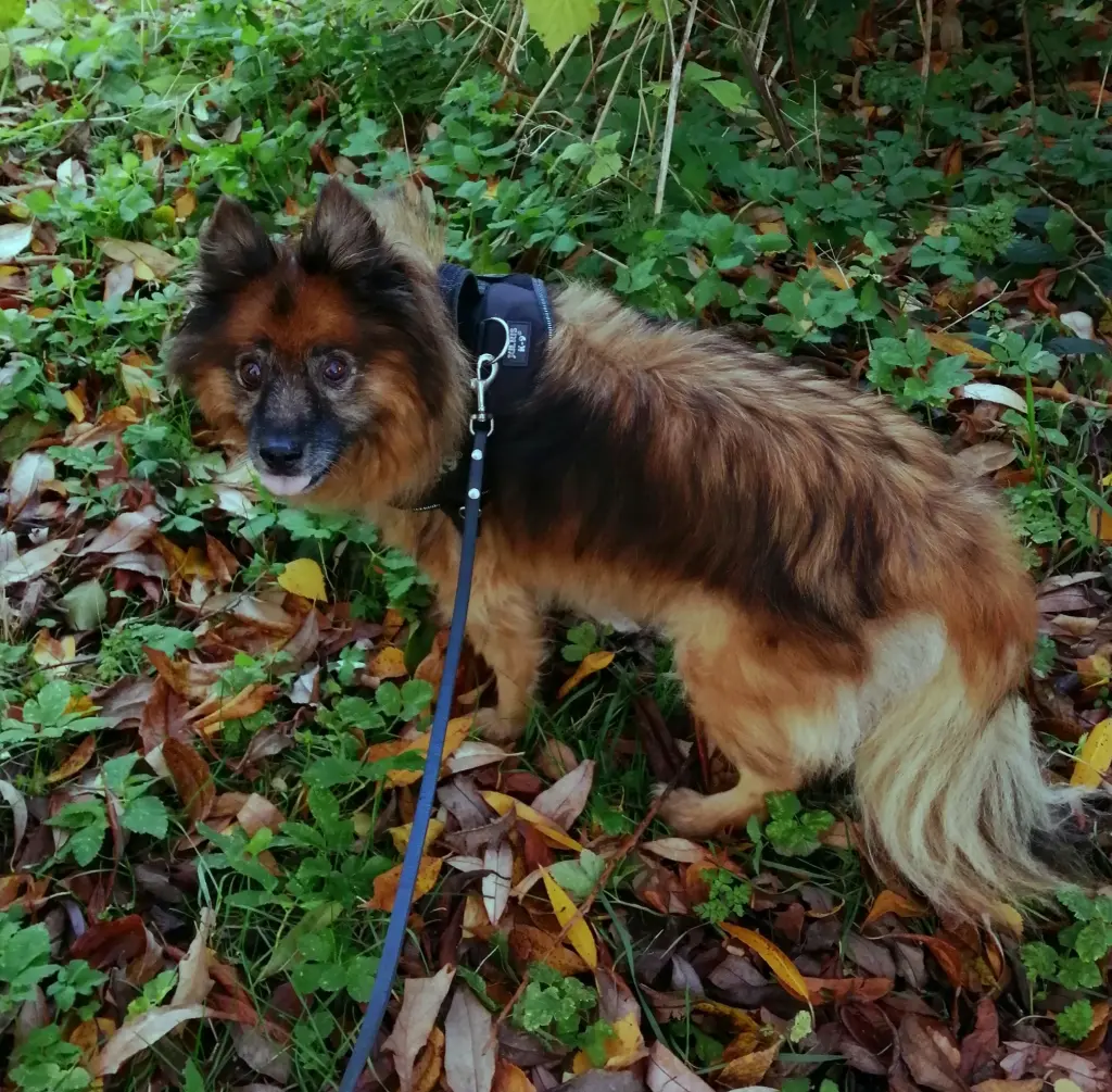Bild von Romeo