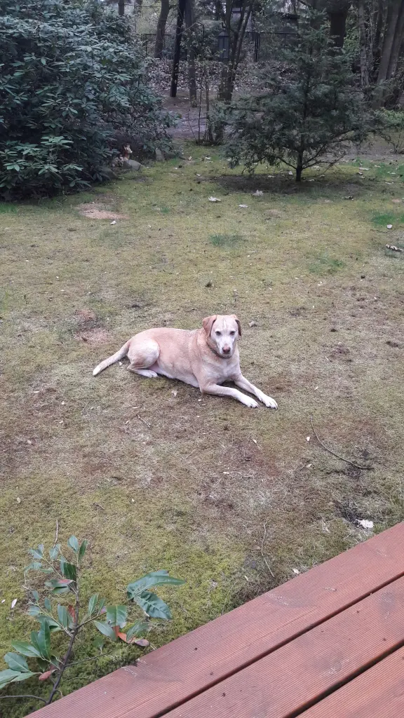 Condolence image of Bandit