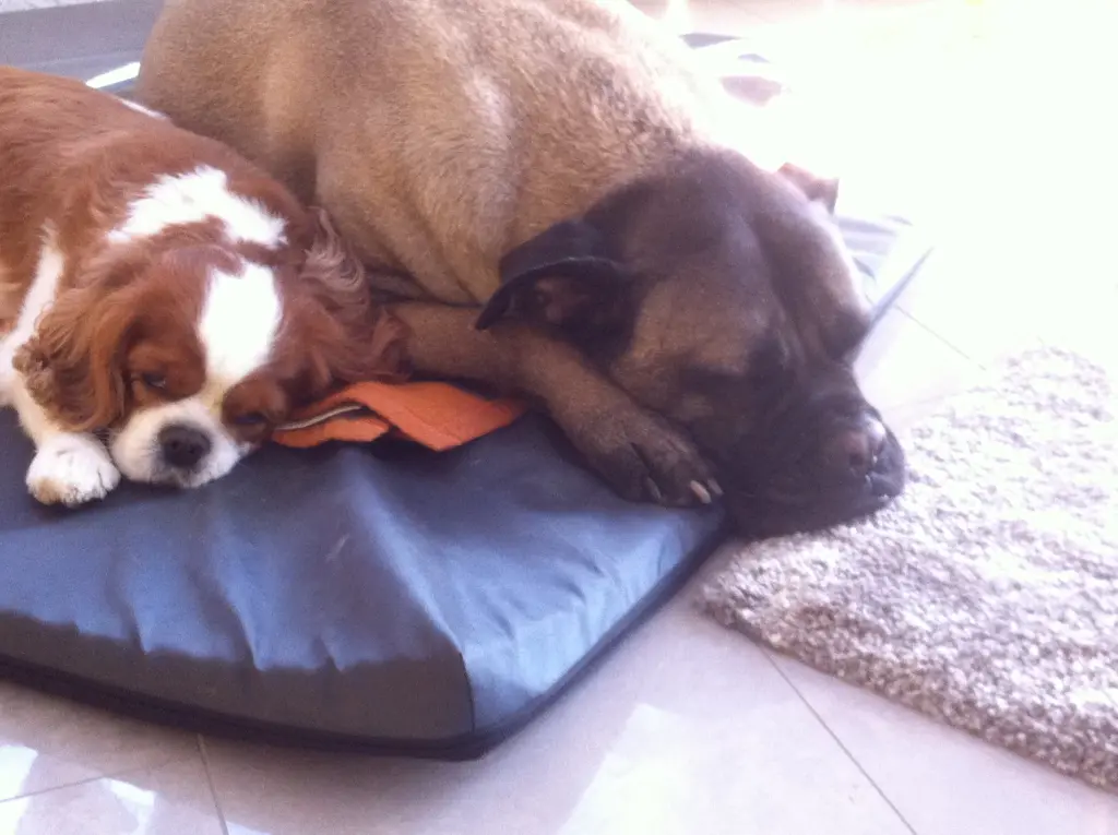 Image from Anatol